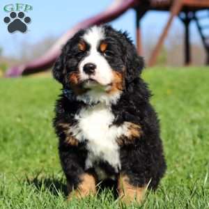 Crooked Jim, Bernese Mountain Dog Puppy